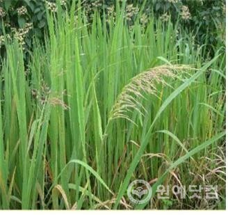 신비한 약초들의 재미있는 수다 (줄풀 編)